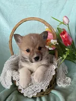 Tulip, a female Pembroke Welsh Corgi for sale in Anna, IL – Photo 3 of 10