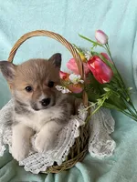 Tulip, a female Pembroke Welsh Corgi for sale in Anna, IL – Photo 1 of 10