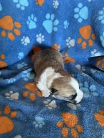 Boy 4, a male Pembroke Welsh Corgi for sale in Anna, IL – 7 of 7
