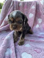 Girl 1, a female Cocker Spaniel for sale in Anna, IL – 2 of 9