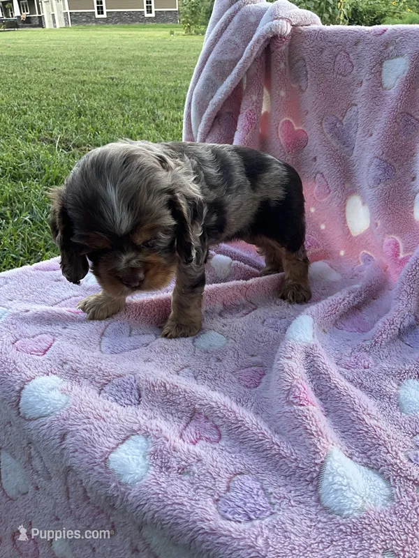 Girl 2 – Cocker Spaniel puppy for sale in Anna, IL