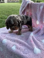 Girl 2, a female Cocker Spaniel for sale in Anna, IL – 1 of 10