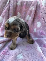 Girl 1, a female Cocker Spaniel for sale in Anna, IL – 4 of 9