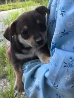 Female jewel, a female Chihuahua for sale in Anna, IL – 1 of 7