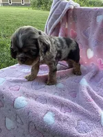 Girl 2, a female Cocker Spaniel for sale in Anna, IL – 6 of 10