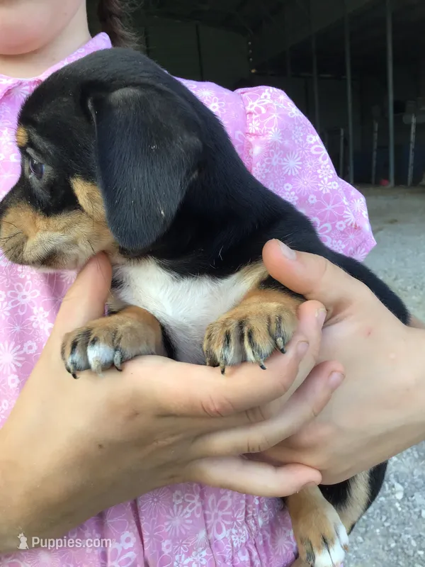Male George – Chihuahua puppy for sale in Anna, IL