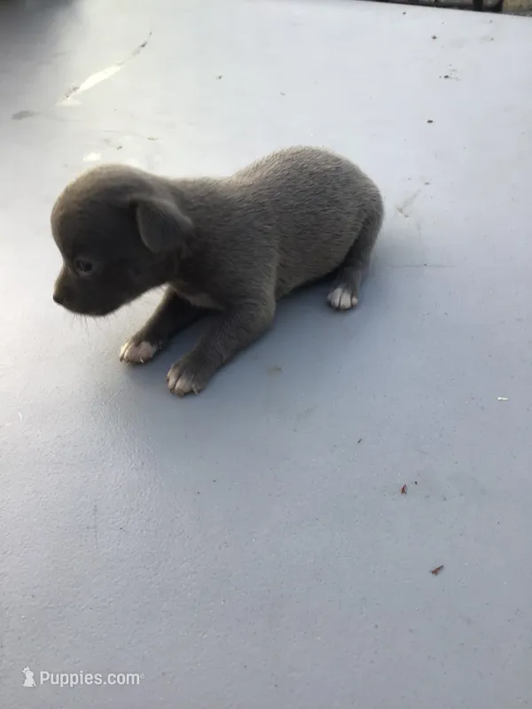 Male star – Chihuahua puppy for sale in Anna, IL