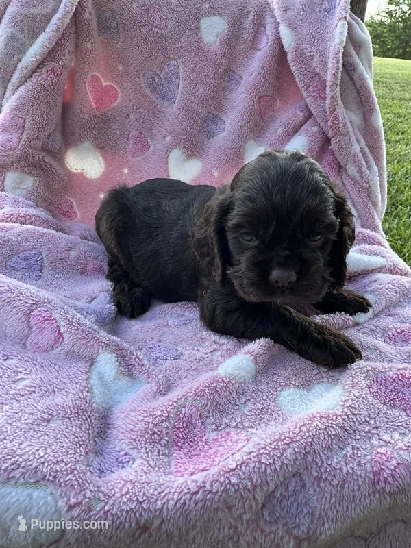 Girl 4 – Cocker Spaniel puppy for sale in Anna, IL
