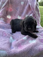 Girl 4, a female Cocker Spaniel for sale in Anna, IL – 1 of 10