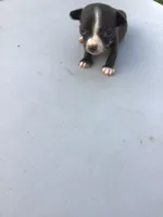Male jack, a male Chihuahua for sale in Anna, IL – 5 of 5