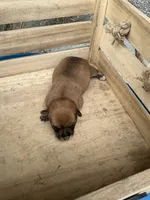 Boy 2, a male Chihuahua for sale in Anna, IL – 4 of 7