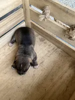 Girl 1, a female Chihuahua for sale in Anna, IL – 4 of 5