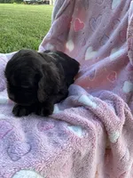 Girl 4, a female Cocker Spaniel for sale in Anna, IL – 7 of 10