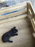 July boy 1, a male Chihuahua for sale in Anna, IL – 5 of 5