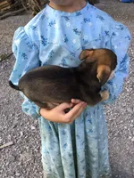 Female jewel, a female Chihuahua for sale in Anna, IL – 2 of 7