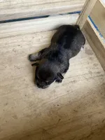 Girl 3, a female Chihuahua for sale in Anna, IL – 7 of 9