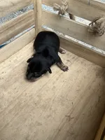 Boy 1, a male Chihuahua for sale in Anna, IL – 5 of 6