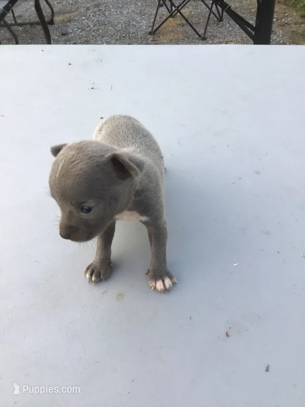 Male Bennie – Chihuahua puppy for sale in Anna, IL
