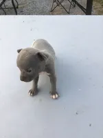 Male Bennie, a male Chihuahua for sale in Anna, IL – 1 of 5
