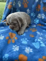 Boy 2, a male Cocker Spaniel for sale in Anna, IL – 9 of 10