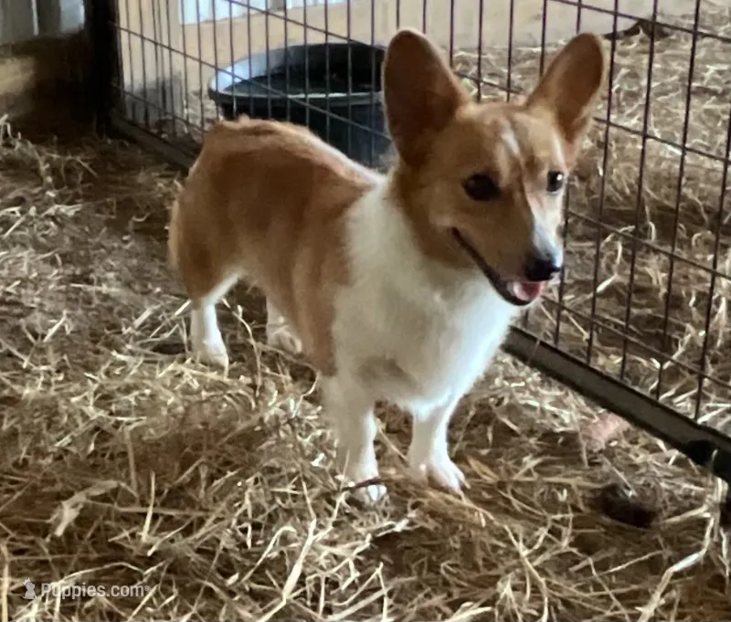 Raganne Fern - CKC – Pembroke Welsh Corgi puppy for sale in Anna, IL