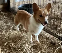 Raganne Fern - CKC, a female Pembroke Welsh Corgi for sale in Anna, IL – 1 of 7