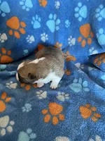 Boy 4, a male Pembroke Welsh Corgi for sale in Anna, IL – 3 of 7