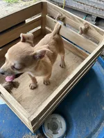 Boy 1, a male Chihuahua for sale in Anna, IL – 7 of 7