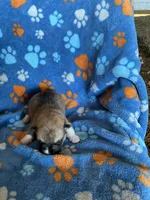 Boy 2, a male Pembroke Welsh Corgi for sale in Anna, IL – 4 of 6
