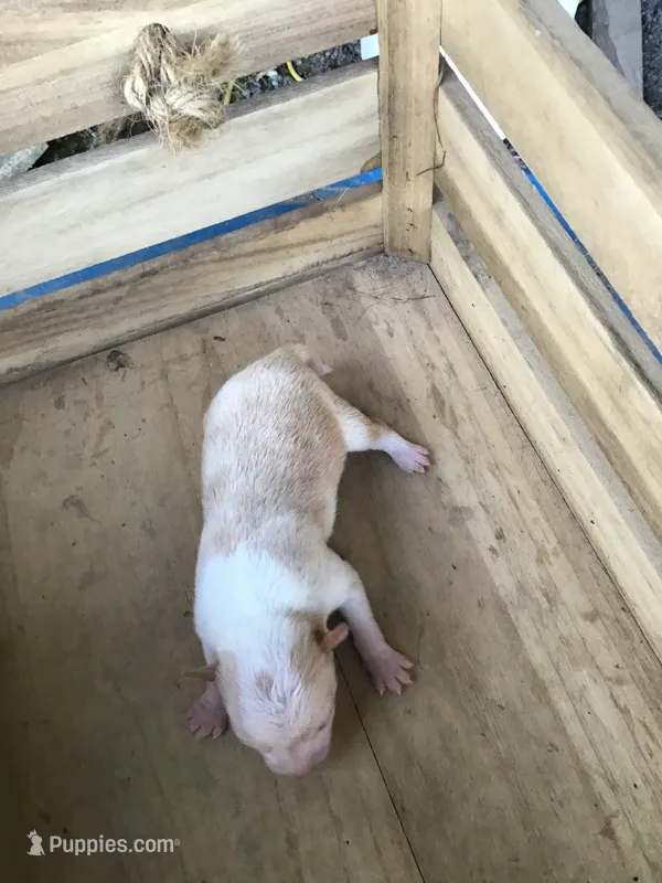 July Girl 1 – Chihuahua puppy for sale in Anna, IL
