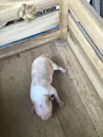 July Girl 1, a male Chihuahua for sale in Anna, IL – 1 of 10