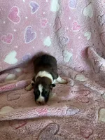 Girl 3, a female Pembroke Welsh Corgi for sale in Anna, IL – 3 of 7