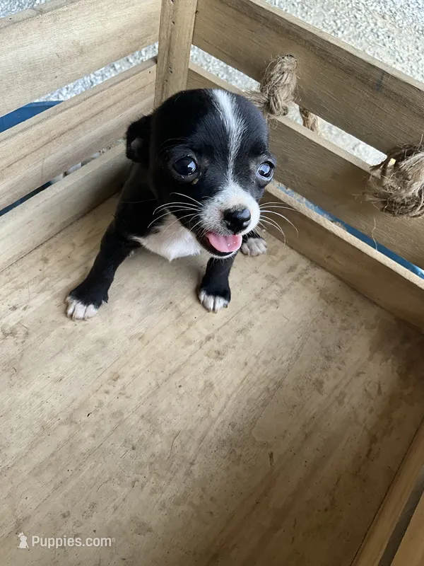 Girl 2 – Chihuahua puppy for sale in Anna, IL