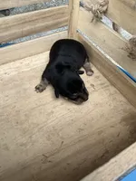 Boy 1, a male Chihuahua for sale in Anna, IL – 3 of 6