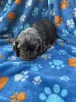 Boy 1, a male Cocker Spaniel for sale in Anna, IL – 6 of 6