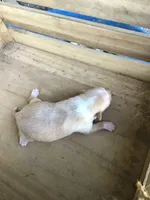 July Girl 2, a female Chihuahua for sale in Anna, IL – 2 of 6