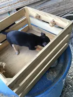 Boy 3, a male Chihuahua for sale in Anna, IL – 5 of 8