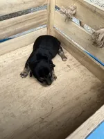 Boy 1, a male Chihuahua for sale in Anna, IL – 6 of 6