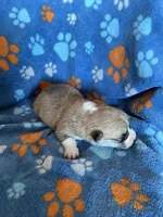 Boy 5, a male Pembroke Welsh Corgi for sale in Anna, IL – 5 of 7