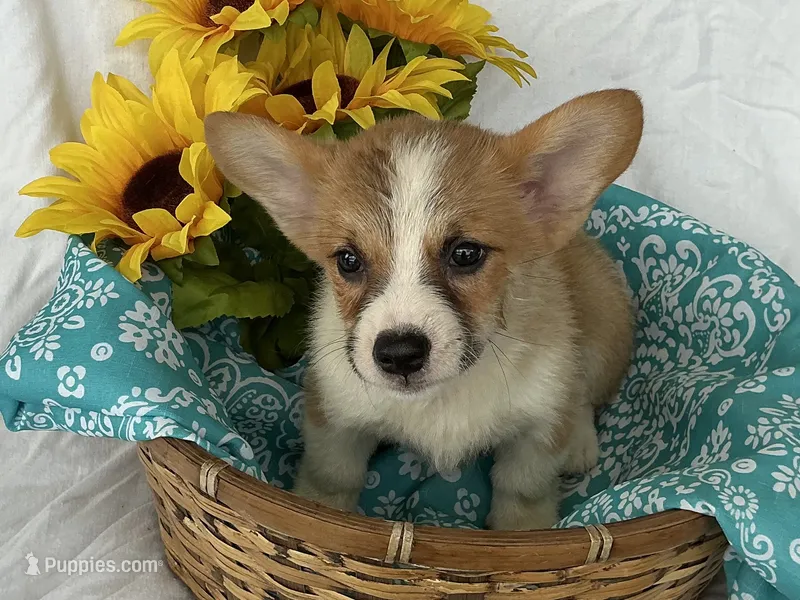 Boy 4 – Pembroke Welsh Corgi puppy for sale in Anna, IL