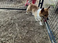 Russel, a male Pembroke Welsh Corgi for sale in Anna, IL – 7 of 10