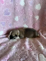 Girl 1, a female Pembroke Welsh Corgi for sale in Anna, IL – 4 of 6