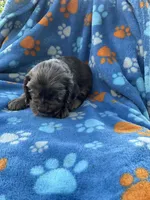 Boy 1, a male Cocker Spaniel for sale in Anna, IL – 2 of 6
