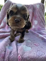 Girl 1, a female Cocker Spaniel for sale in Anna, IL – 1 of 9