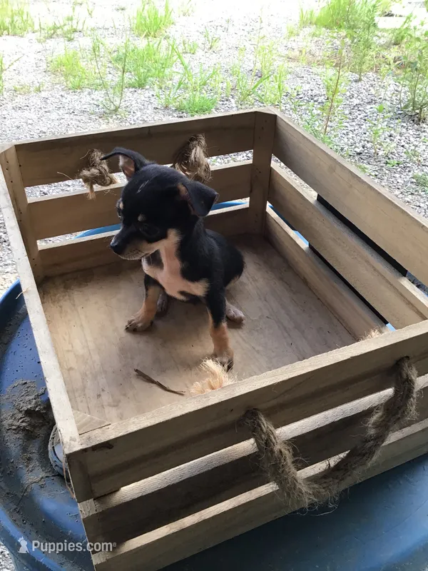 Boy 3 – Chihuahua puppy for sale in Anna, IL
