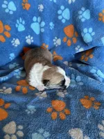 Boy 4, a male Pembroke Welsh Corgi for sale in Anna, IL – 5 of 7