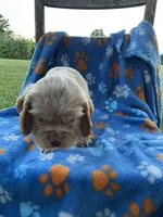 Boy 2, a male Cocker Spaniel for sale in Anna, IL – 7 of 10