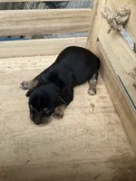 Boy 1, a male Chihuahua for sale in Anna, IL – 4 of 6