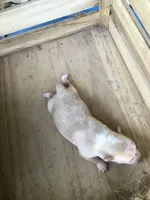 July Girl 2, a female Chihuahua for sale in Anna, IL – 4 of 6