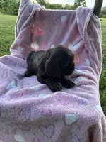 Girl 4, a female Cocker Spaniel for sale in Anna, IL – 6 of 10